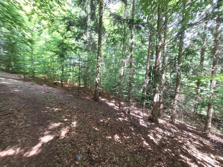 Wald (15)