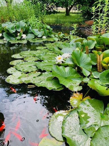 Teich mit Goldfischen