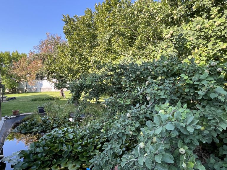 jede Menge Obstbäume und Sträucher