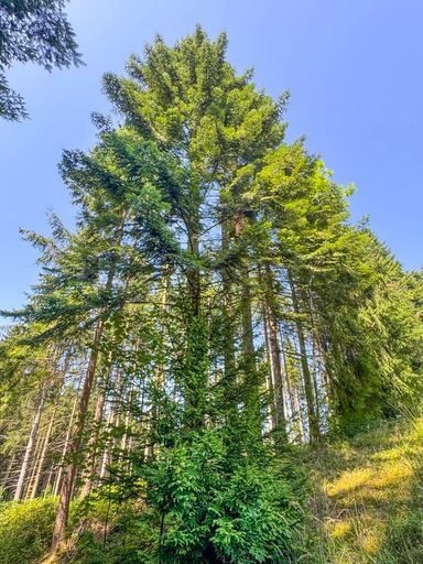 Fichtenwald mit ein paar schönen Tannen