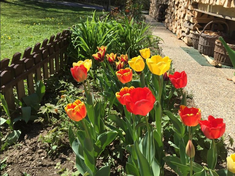 Wenn die Tulpen blühen