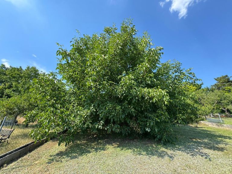 Nußbaum
