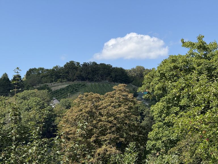 Grundstück mit Fernblick auf die Weinberge