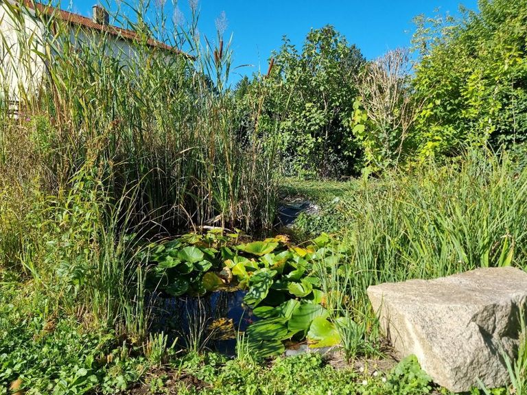 EFH 2000 16 Goldfischli