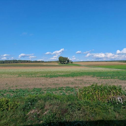 Sicht von der Terrasse aus in die Natur
