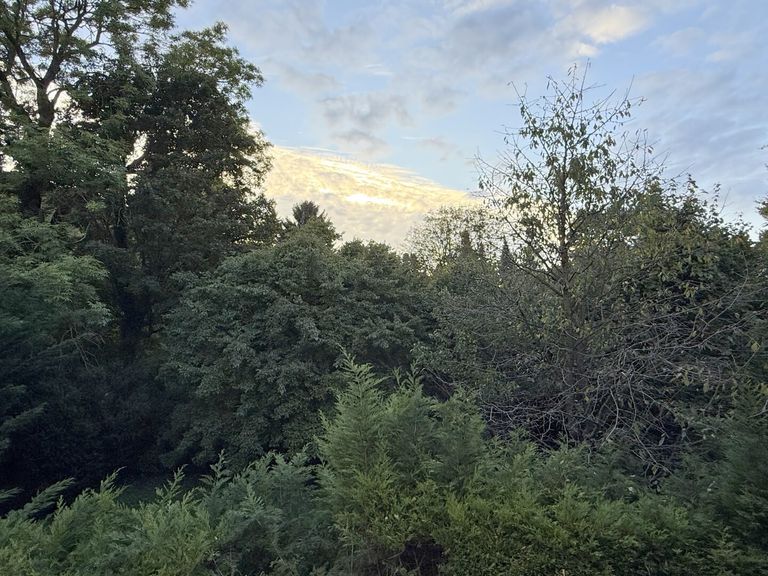 Grünblick vom Balkon