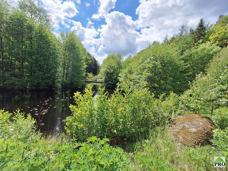 Wald (5)