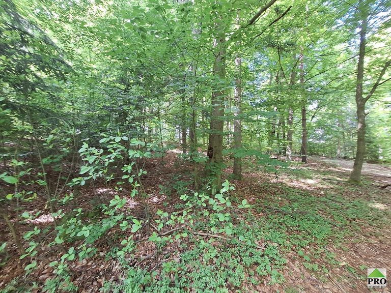 Wald (14)