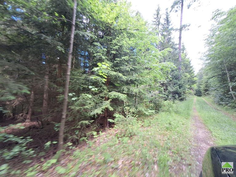 Wald (23)