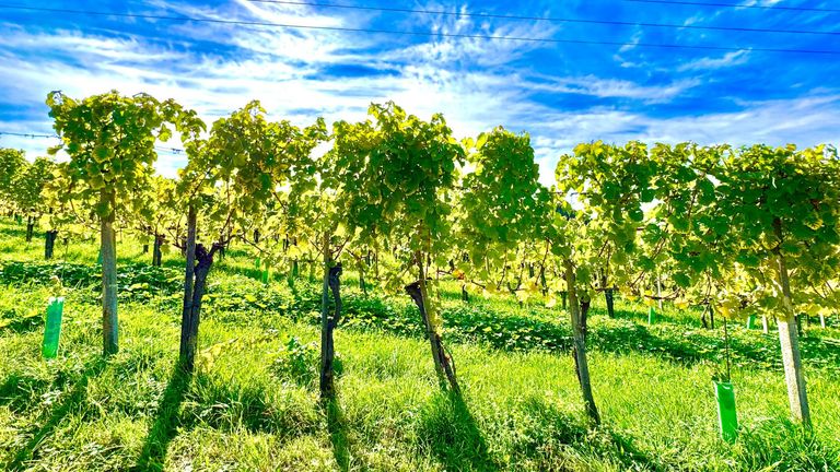 Wohnung in 8493 Klöch