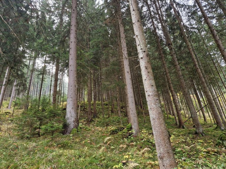 Wald