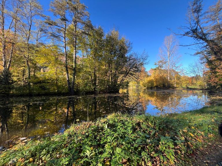 Teich