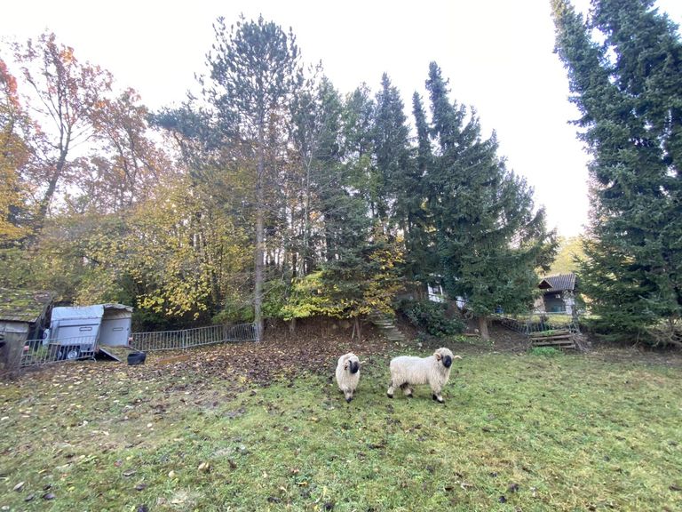 03 Wiese und Wald