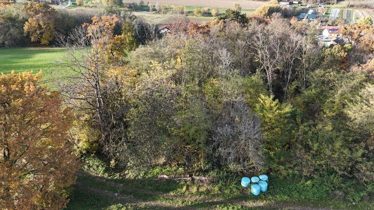 04 Wald von Süden