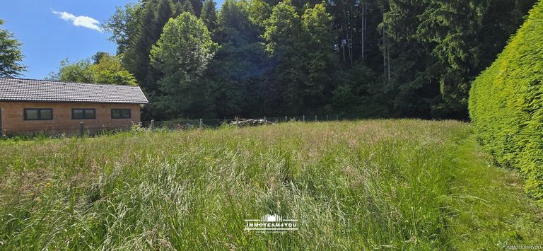 Blick zum Waldrand