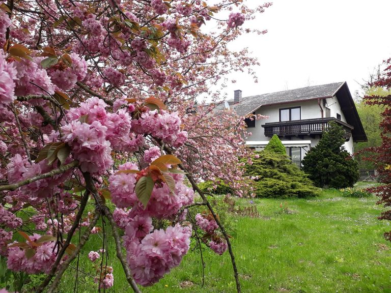 Blühender Baum im Garten