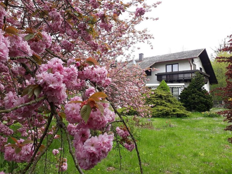 Blühender Baum im Garten