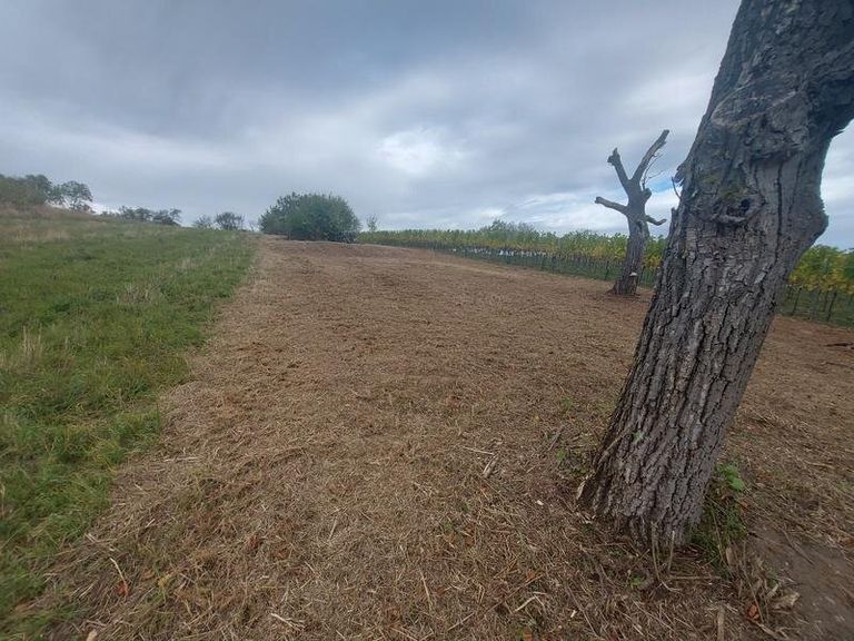 Gerodetes Grundstück Richtung Norden