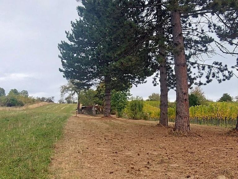 Gerodetes Grundstück Richtung Gartenhaus