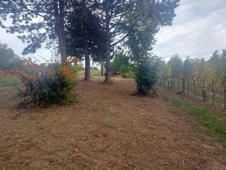 Gerodetes Grundstück im Herbst