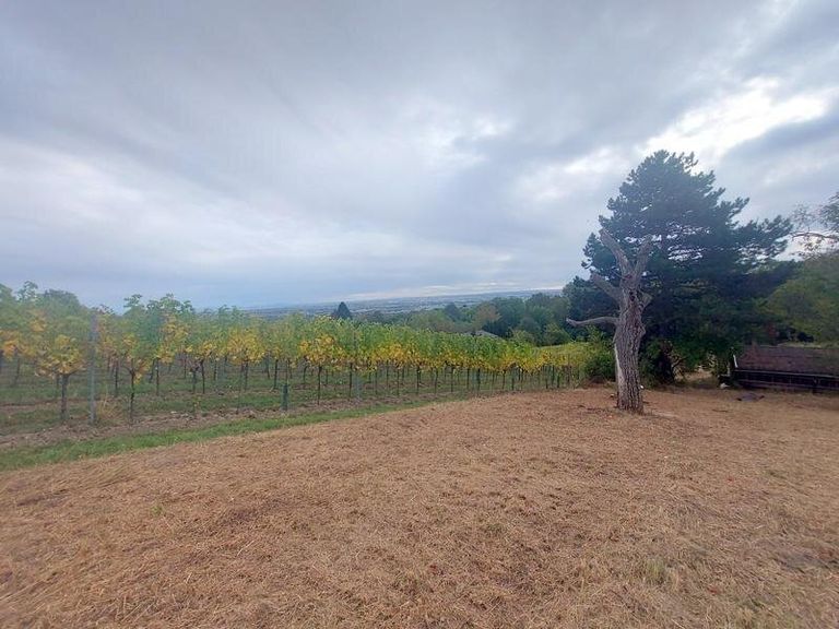 Blick auf Wien über die Weingärten