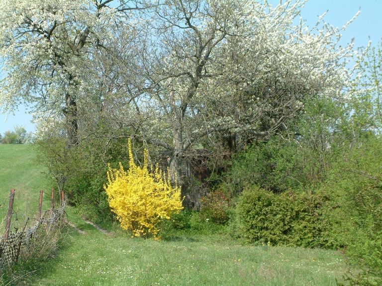 Blühende  Sträucher  vorm Haus im Frühling