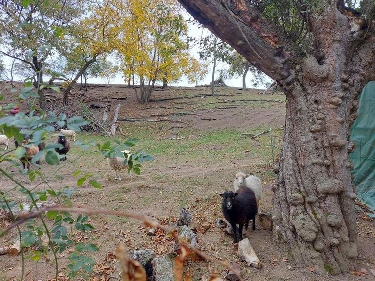 Manchmal "mähen" Schafe das Grundstück