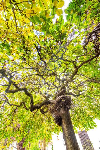 Uriger Baum - der Blickfang im Garten