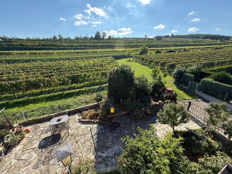 Sommerblick in die Weingärten