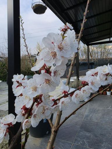 08, Blüten 2
