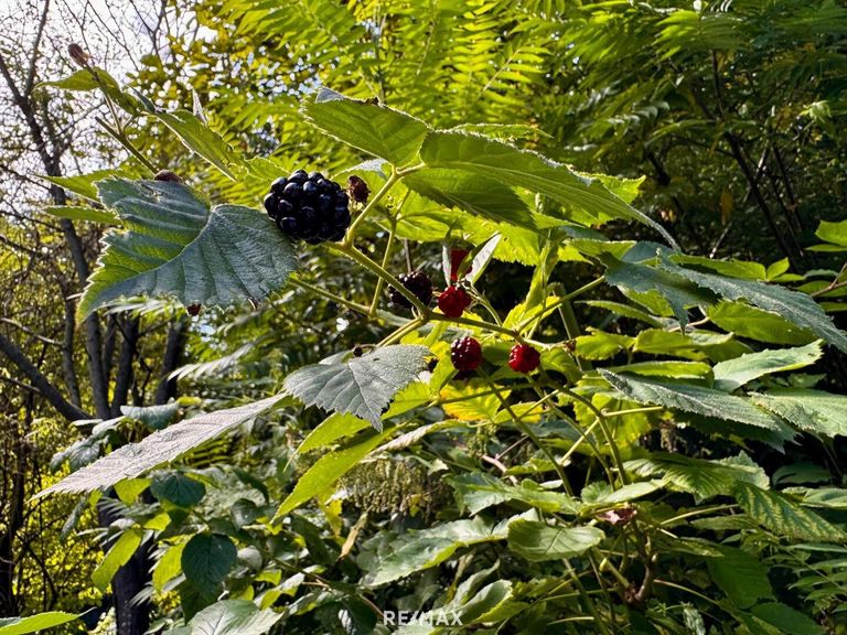 Brombeeren