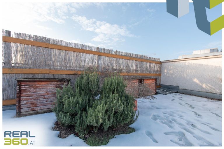 Rosmarinbusch auf der Dachterrasse