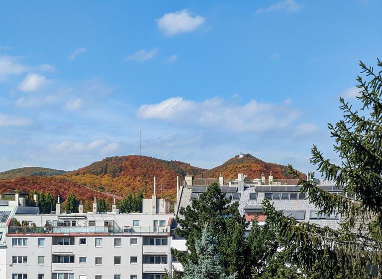 Der Kahlenberg zum Greifen nah!