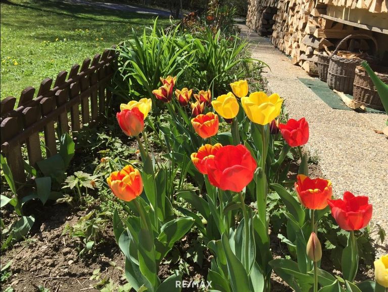 Wenn die Tulpen blühen