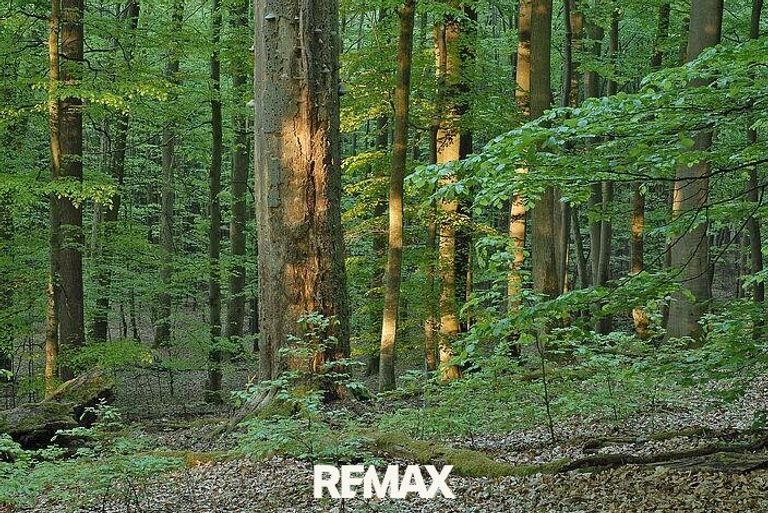 Wald 2