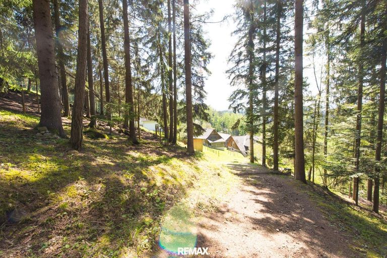 Wald