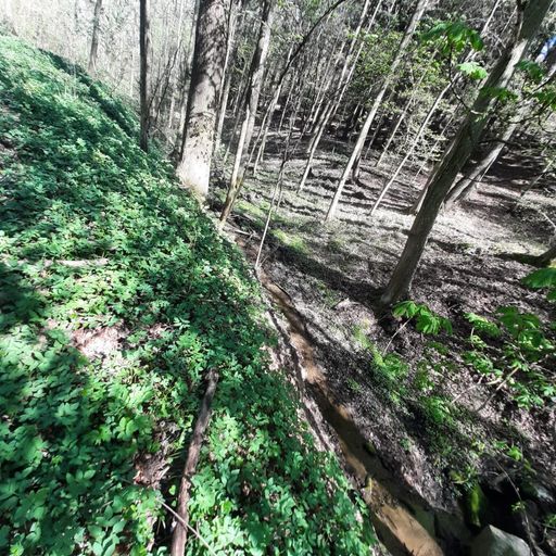 Wald