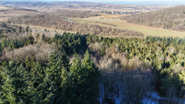 1 Teilansicht Wald und Umgebung