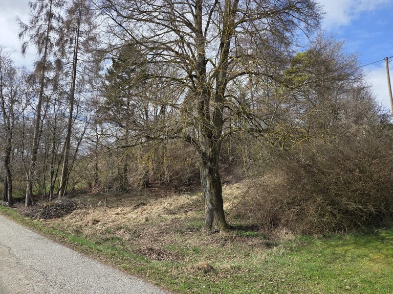 natürliche Schattenspender vorhanden