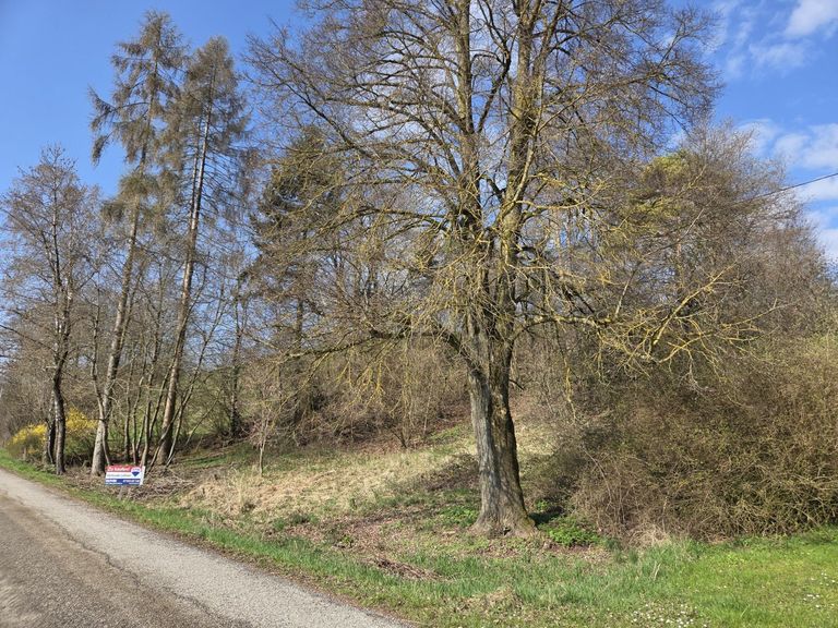 natürliche Schattenspender vorhanden