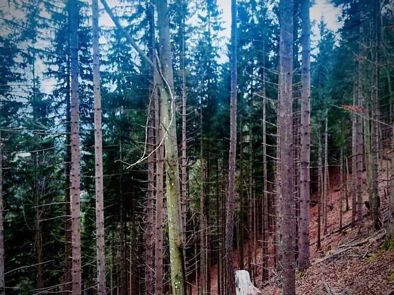 Jung- und Altbestand Fichte