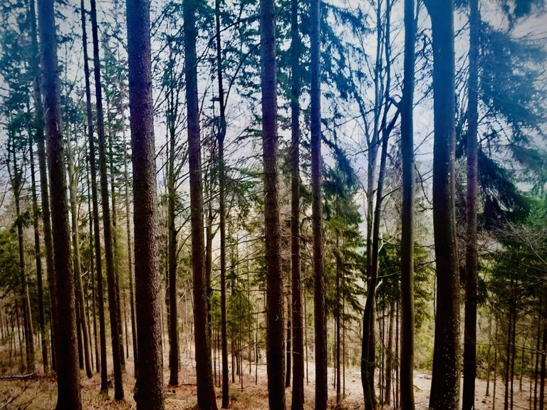 Jung- und Altholzbestand