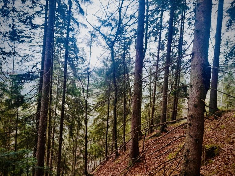 Fichten im Altbestand