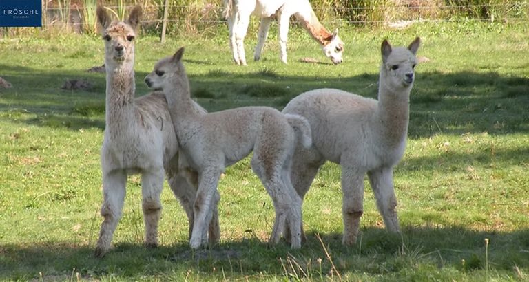Alpaka 1