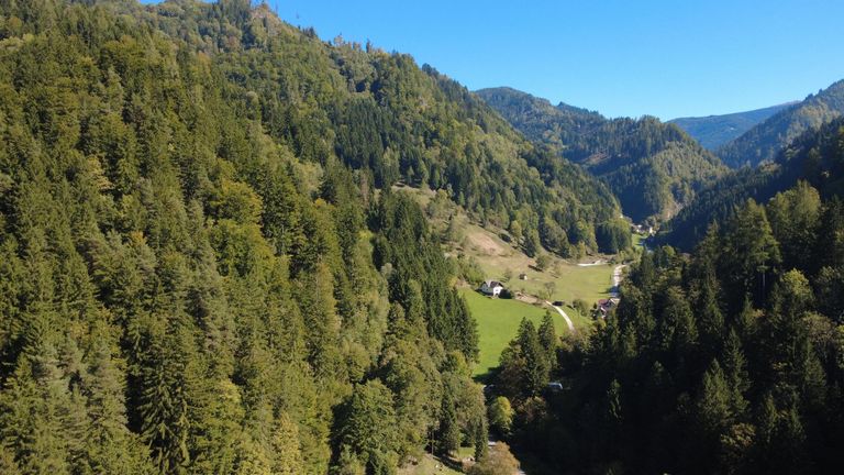 Waldparzelle links