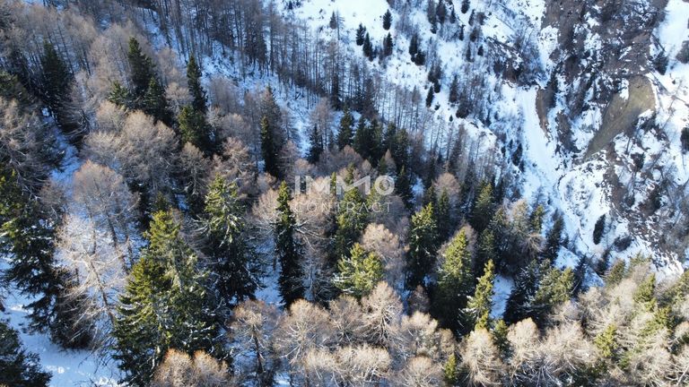 Waldparzellen Kals am Großglockner