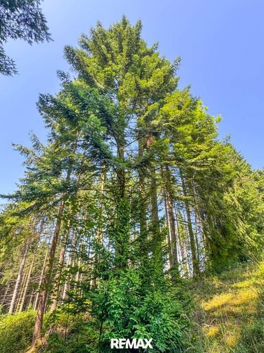 Fichtenwald mit ein paar schönen Tannen