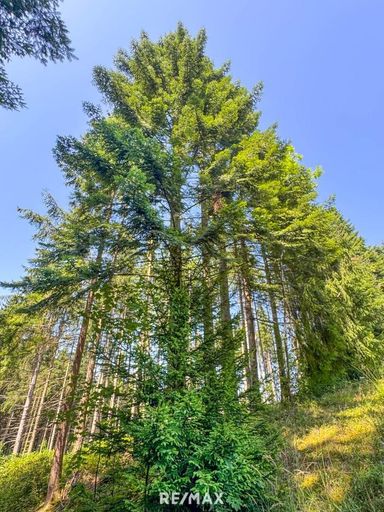 Fichtenwald mit ein paar schönen Tannen
